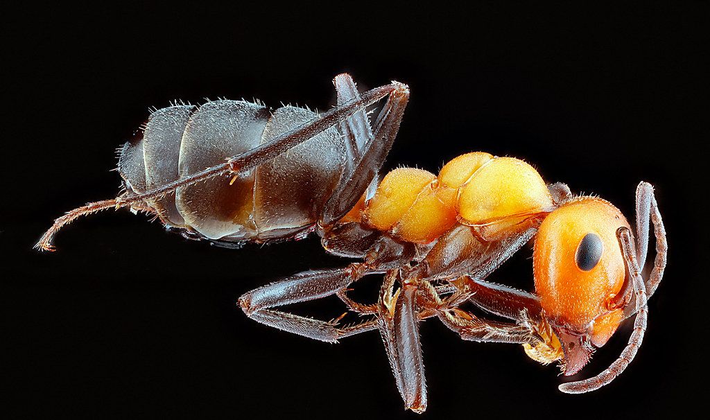 Ant Control service in St. Cloud, FL