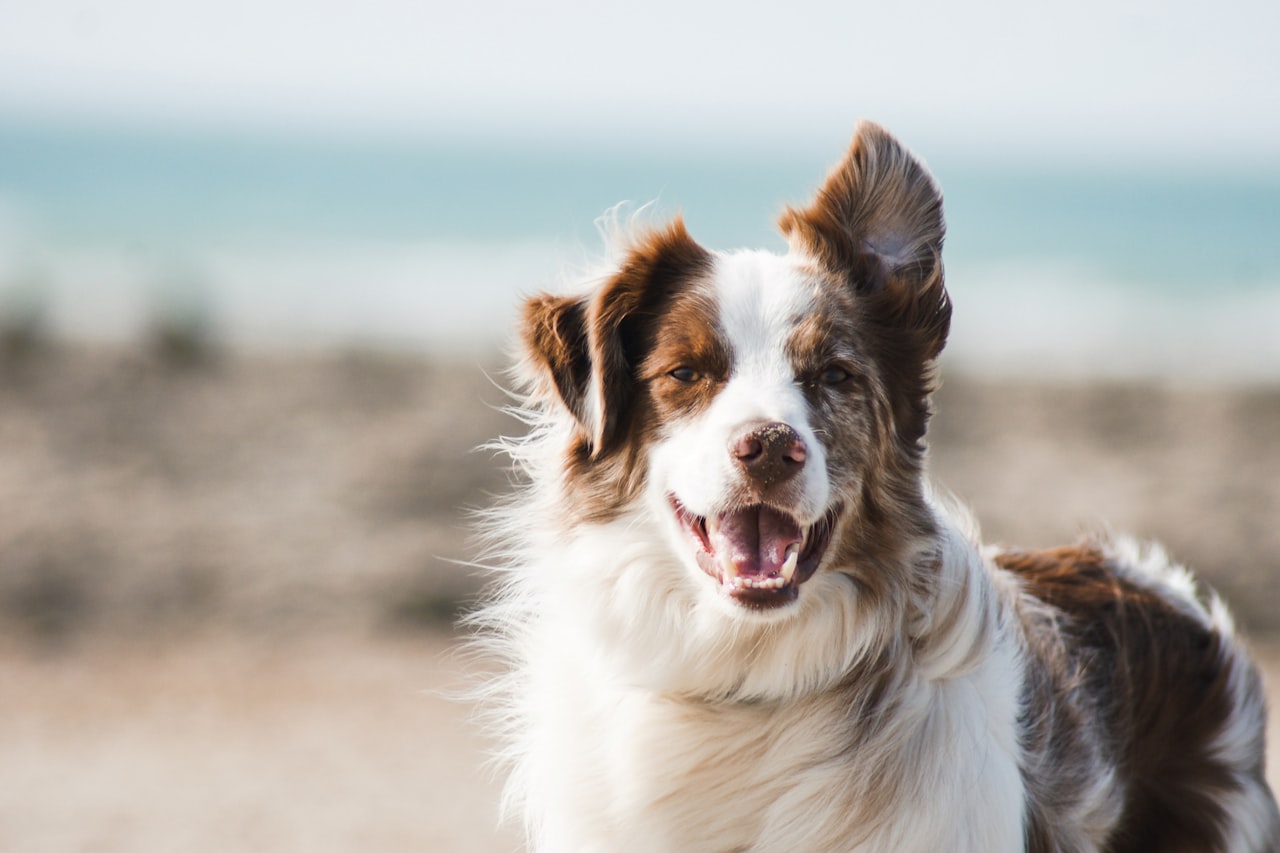 Flea & Tick Control service in St. Cloud, FL