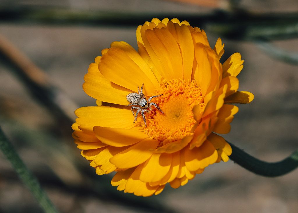 Spider Control service in St. Cloud, FL